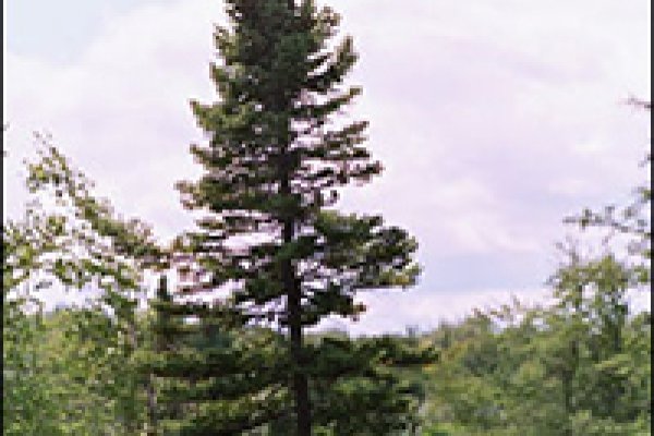 Кракен тг ссылка